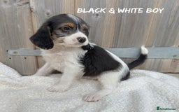 Mixed Breed dogs for sale: 🤎 BABY POOGLES (beagleXminiature poodle)🤎 in Rhayader - Image 19