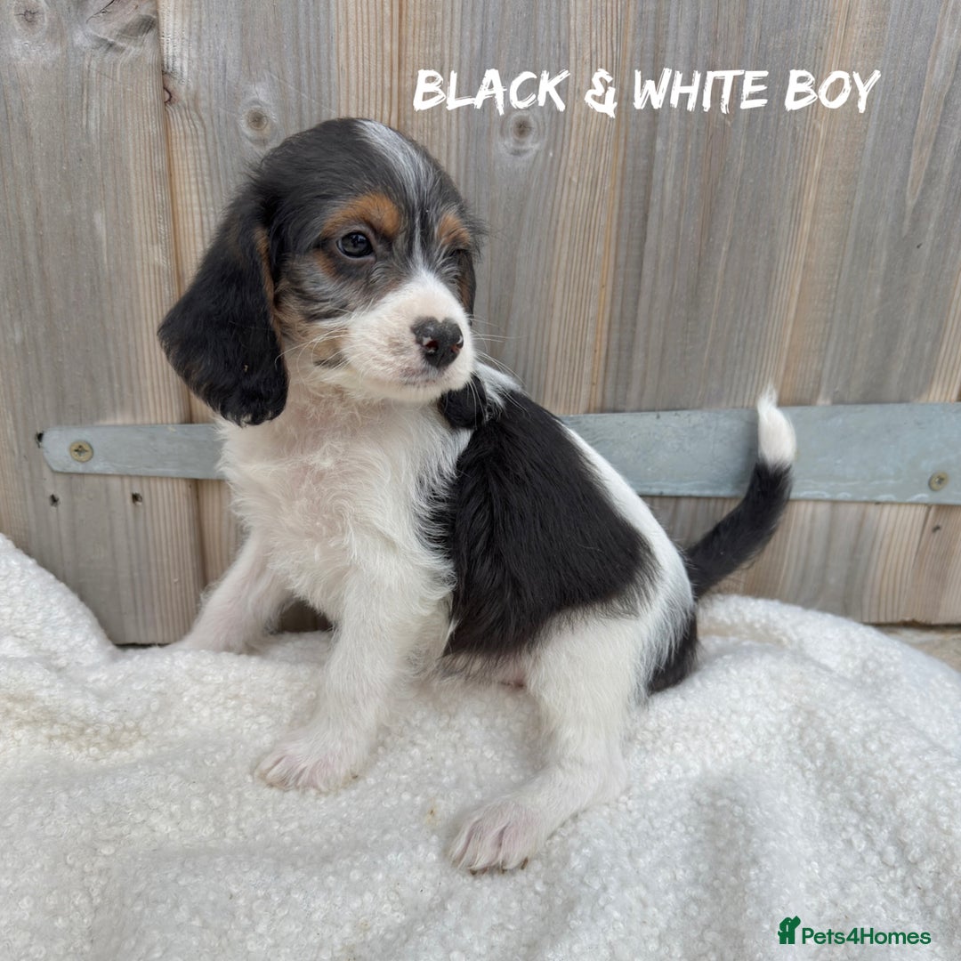 Mixed Breed dogs for sale: 🤎 BABY POOGLES (beagleXminiature poodle)🤎 in Rhayader - Image 19