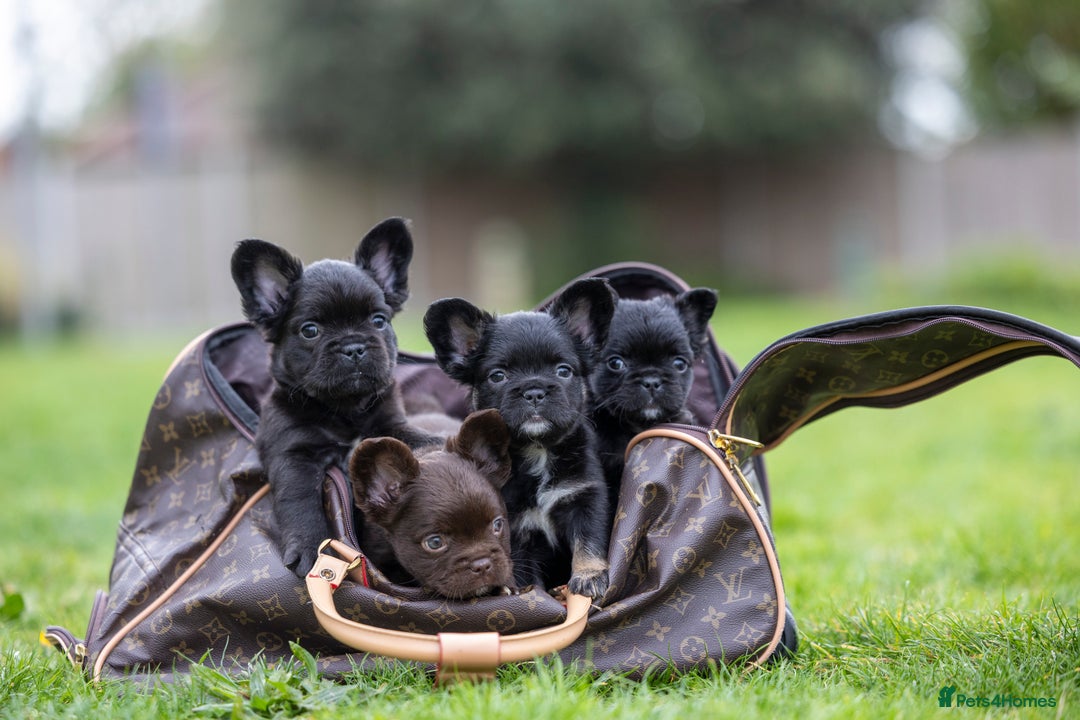French Bulldog dogs for sale: French Bulldogs ready to leave - Image 1