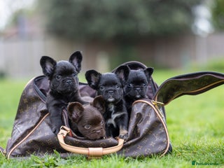 French Bulldog dogs - Advert 11