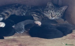 Mixed Breed cats for sale: Beautiful kittens  - Image 5