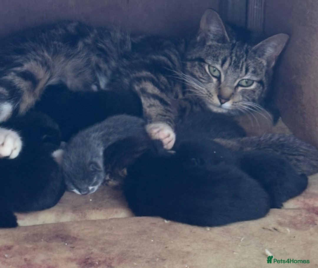 Mixed Breed cats for sale: Beautiful kittens  - Image 5