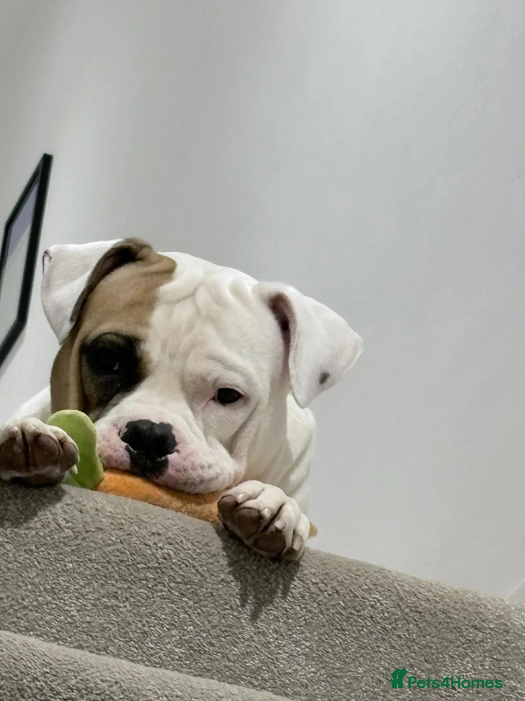 Mixed Breed dogs for sale: Puppies for sale  - Advert 2