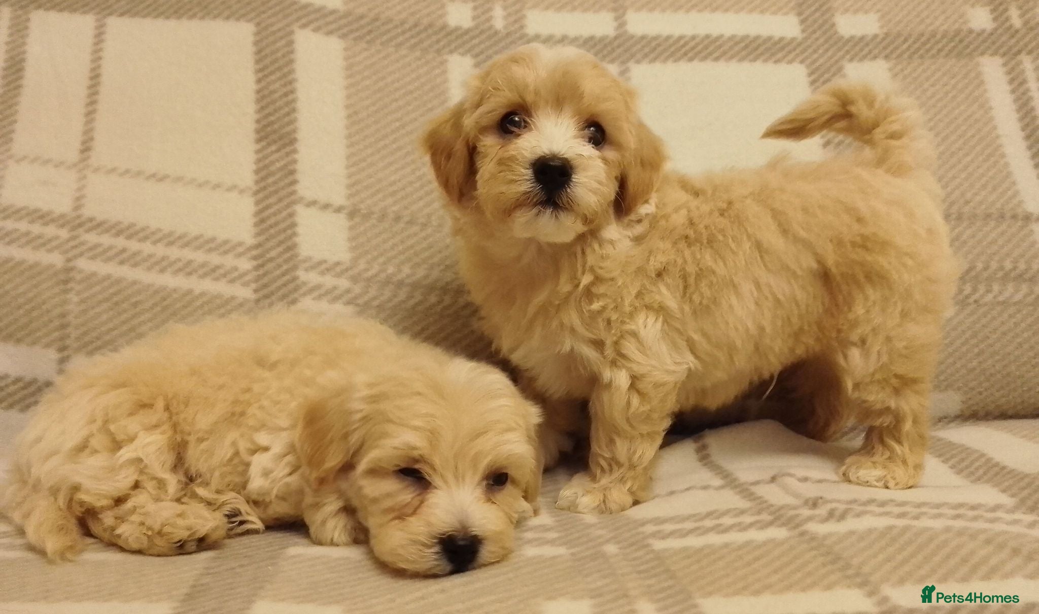 Maltipoo dogs Maltipoo puppies  - Advert 2