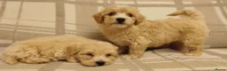 Maltipoo dogs for sale: Maltipoo puppies  - Advert 2