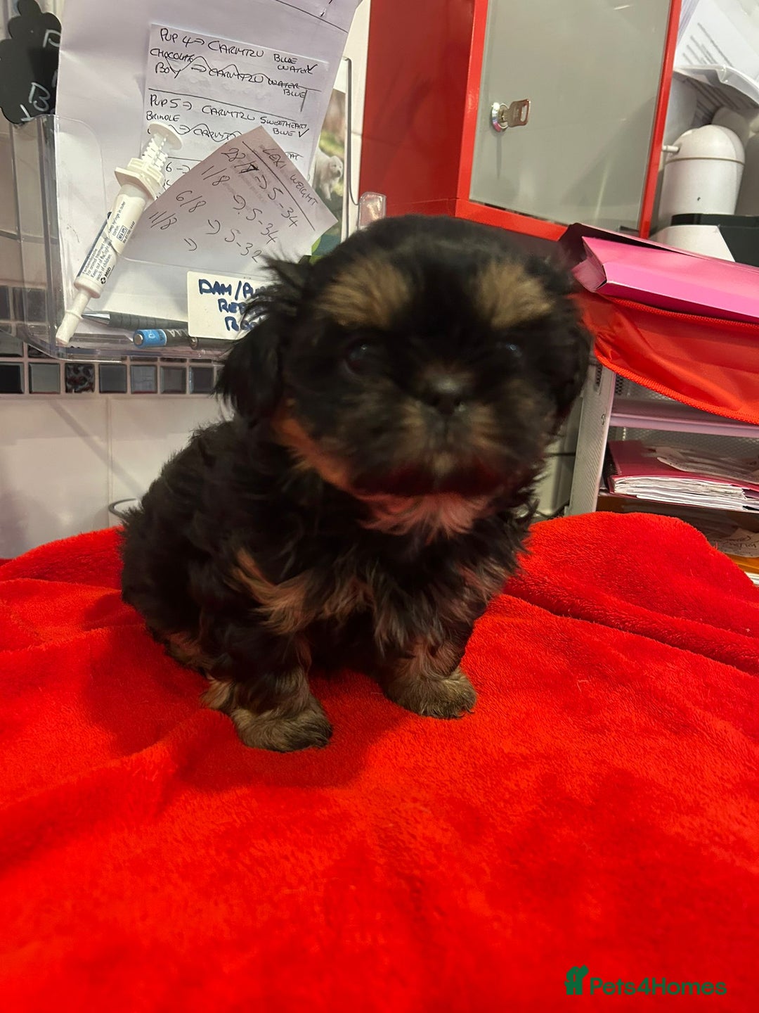 Shih Tzu dogs for sale: Kc stunning small imperial baby boy  - Image 18