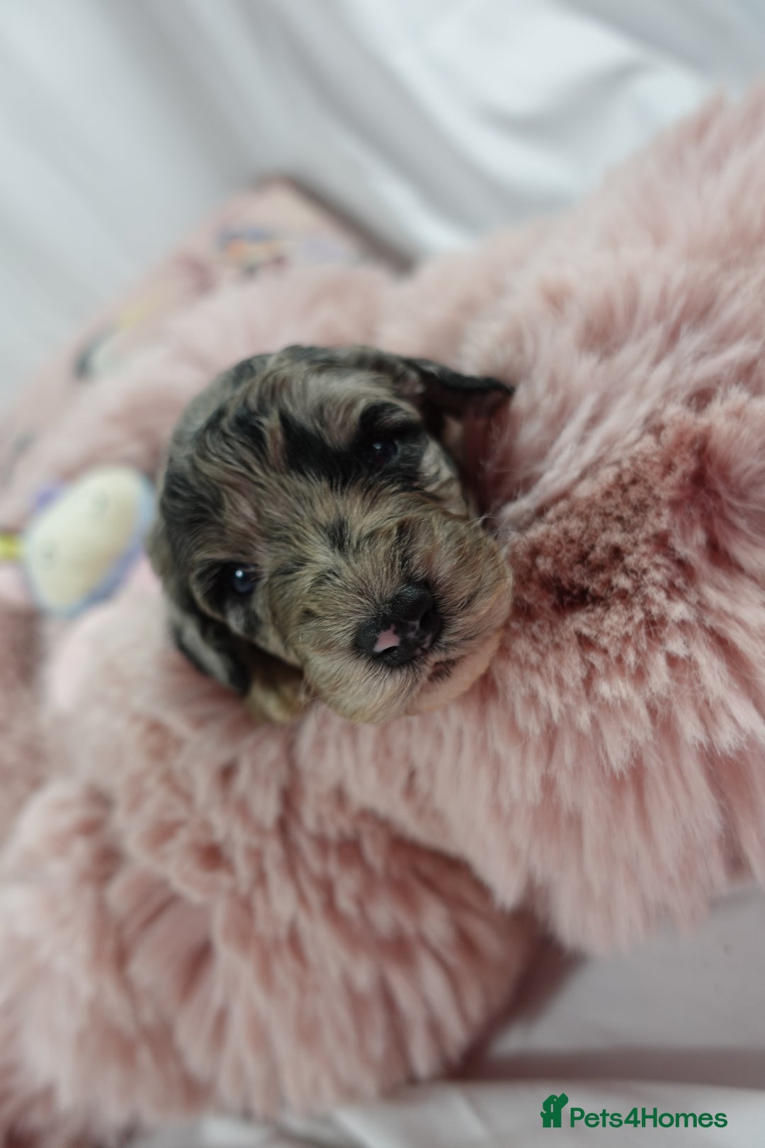 Sheepadoodle dogs for sale: Mini Sheepadoodle the wait is over!  - Image 14