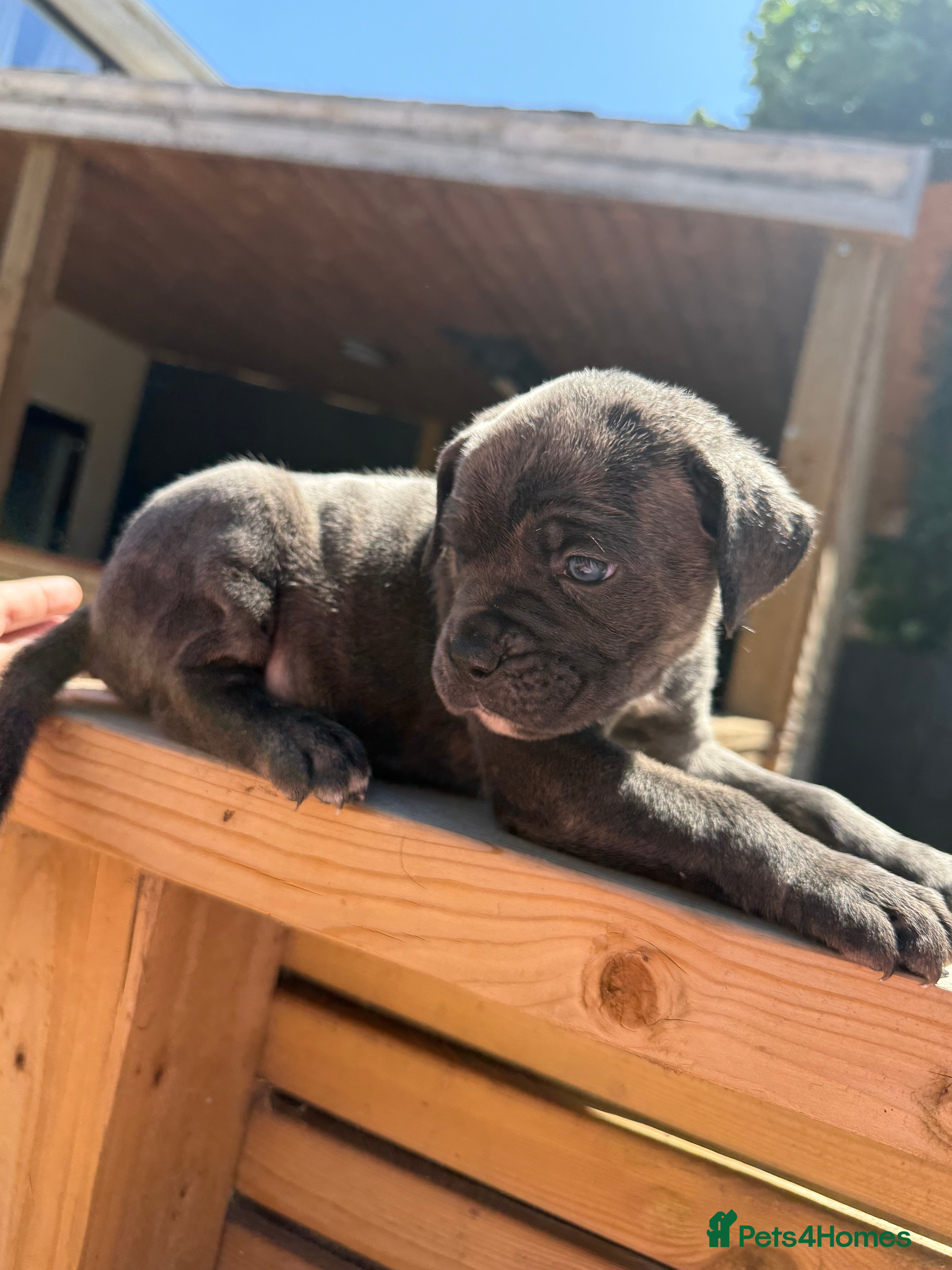 Cane Corso dogs Stunning cane corso 🐶 - Advert 2