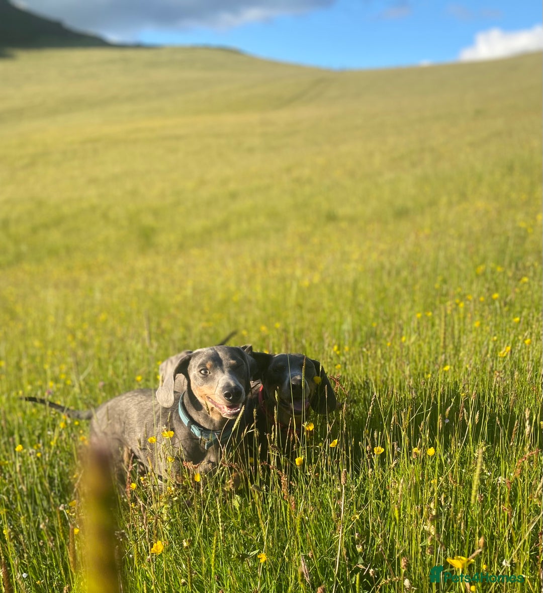 Dachshund dogs for sale: Sonic and Knuckles  - Advert 3