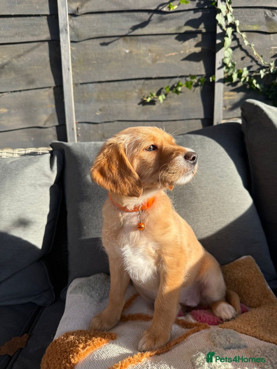 Australian Labradoodle dogs for sale: Australian Labradoodle Puppies F1b - Advert 9