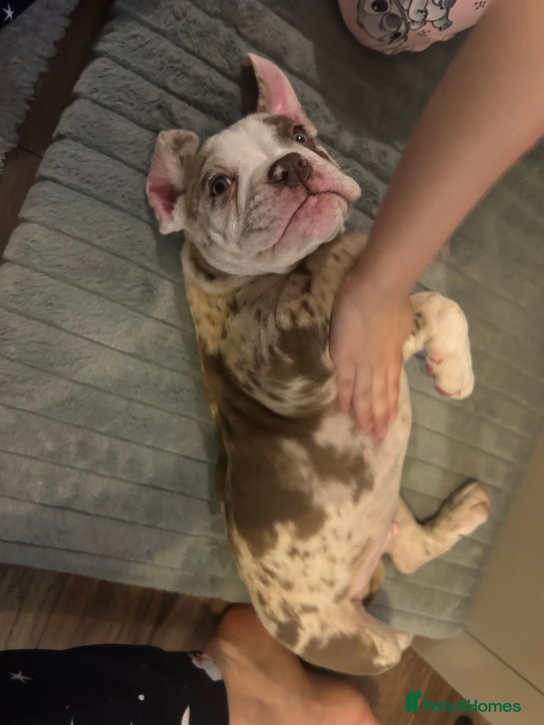 Olde English Bulldogge dogs for stud: OEB 🐶⭐️DEL~BOY ⭐️🐶 First time Stud  - Image 19