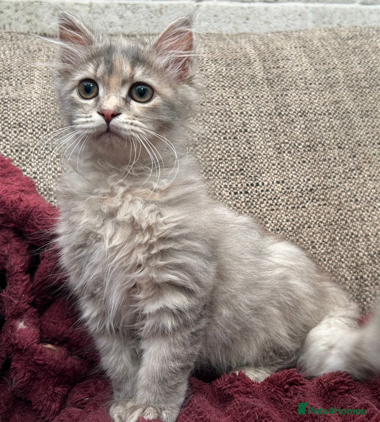 Siberian cats Blue/cream Silver Tortie Siberian Kitten - Advert 1