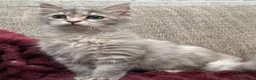 Siberian cats for sale: Blue/cream Silver Tortie Siberian Kitten - Advert 1