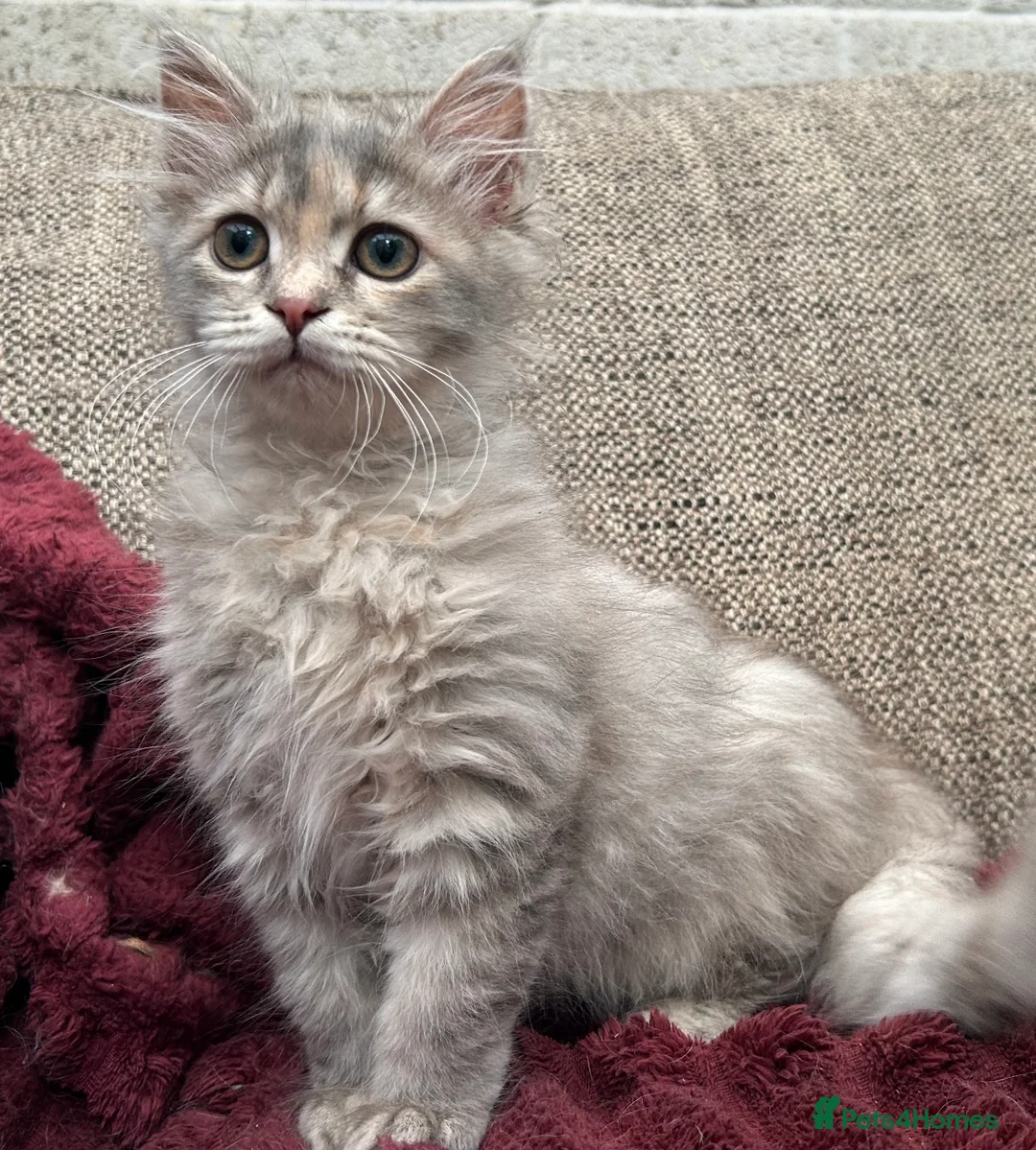 Siberian cats for sale: Blue/cream Silver Tortie Siberian Kitten - Advert 1