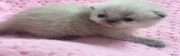 Exotic cats for sale: 3 beautiful quality exotic kittens - Advert 12