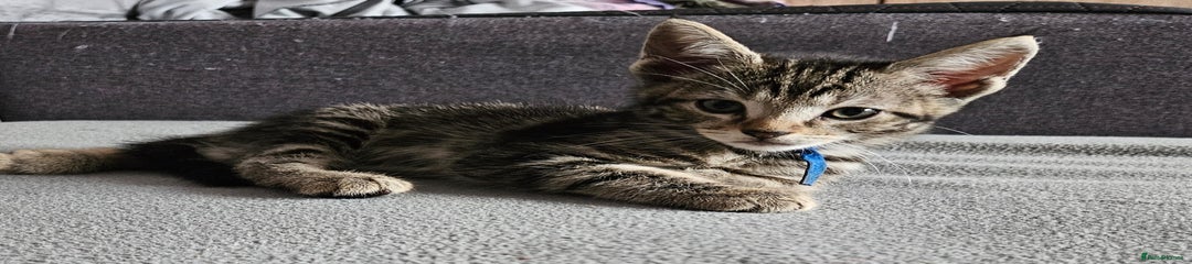 Russian Blue Kitten 1