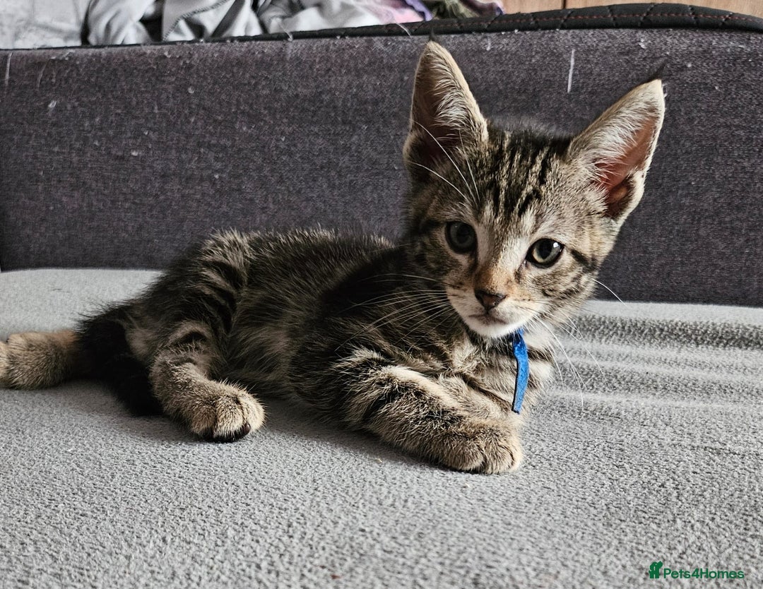 Russian Blue cats for sale: Mix Russian Blue and Maine Coon - Image 2