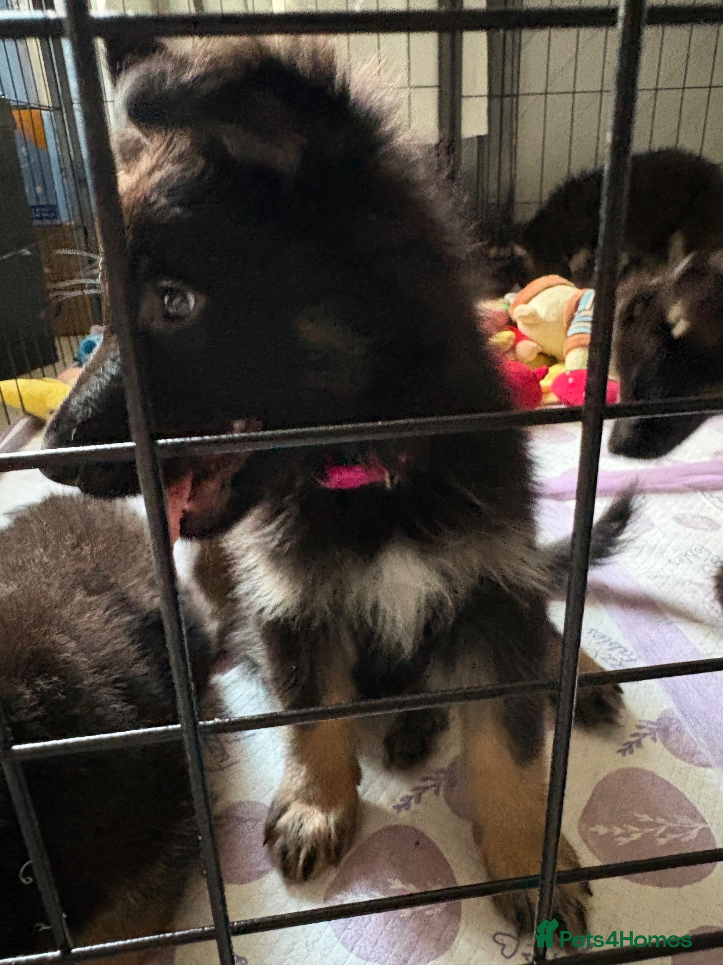 German Shepherd dogs German Shepard 1 girl left  - Advert 1