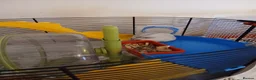 Hamster rodents for sale: Dwarf winter white hamsters - Advert 3