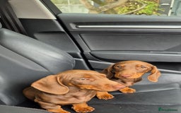 Dachshund dogs for sale: Beautiful Miniature Dachshund Girl  - Image 4