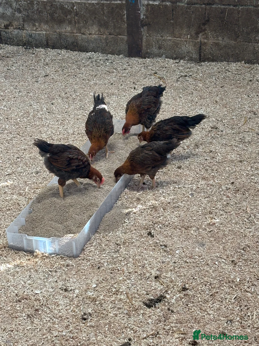 Chickens poultry for sale: Wellsummer, USA silkies, cu, silver duckwings  - Advert 7