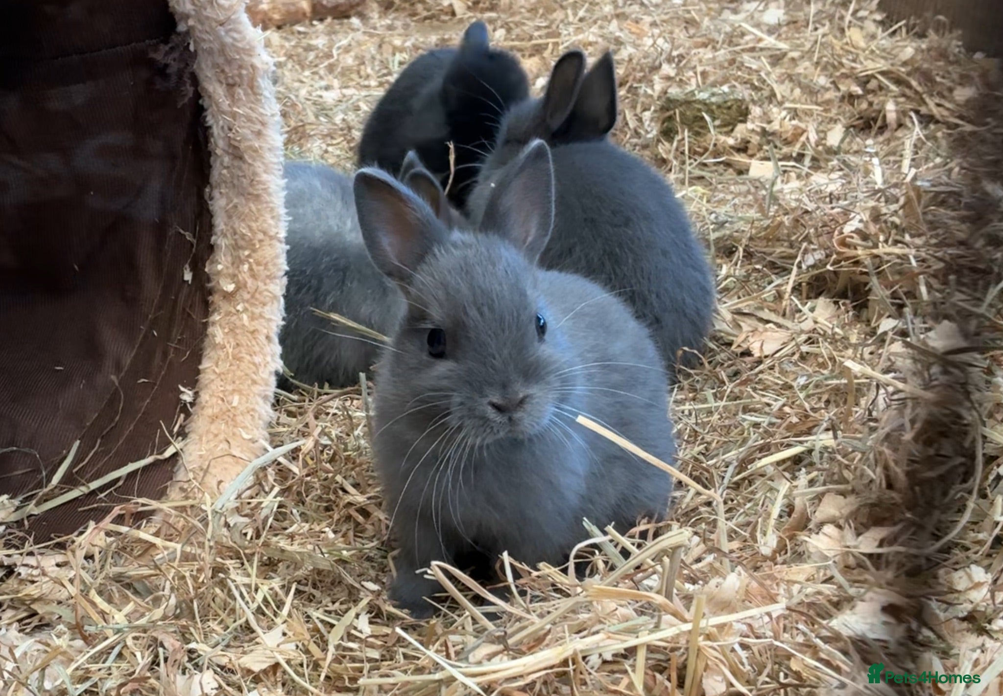Netherland Dwarf rabbits Netherland dwarf baby rabbits  - Advert 2