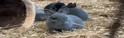 Netherland Dwarf rabbits for sale: Netherland dwarf baby rabbits  - Advert 2