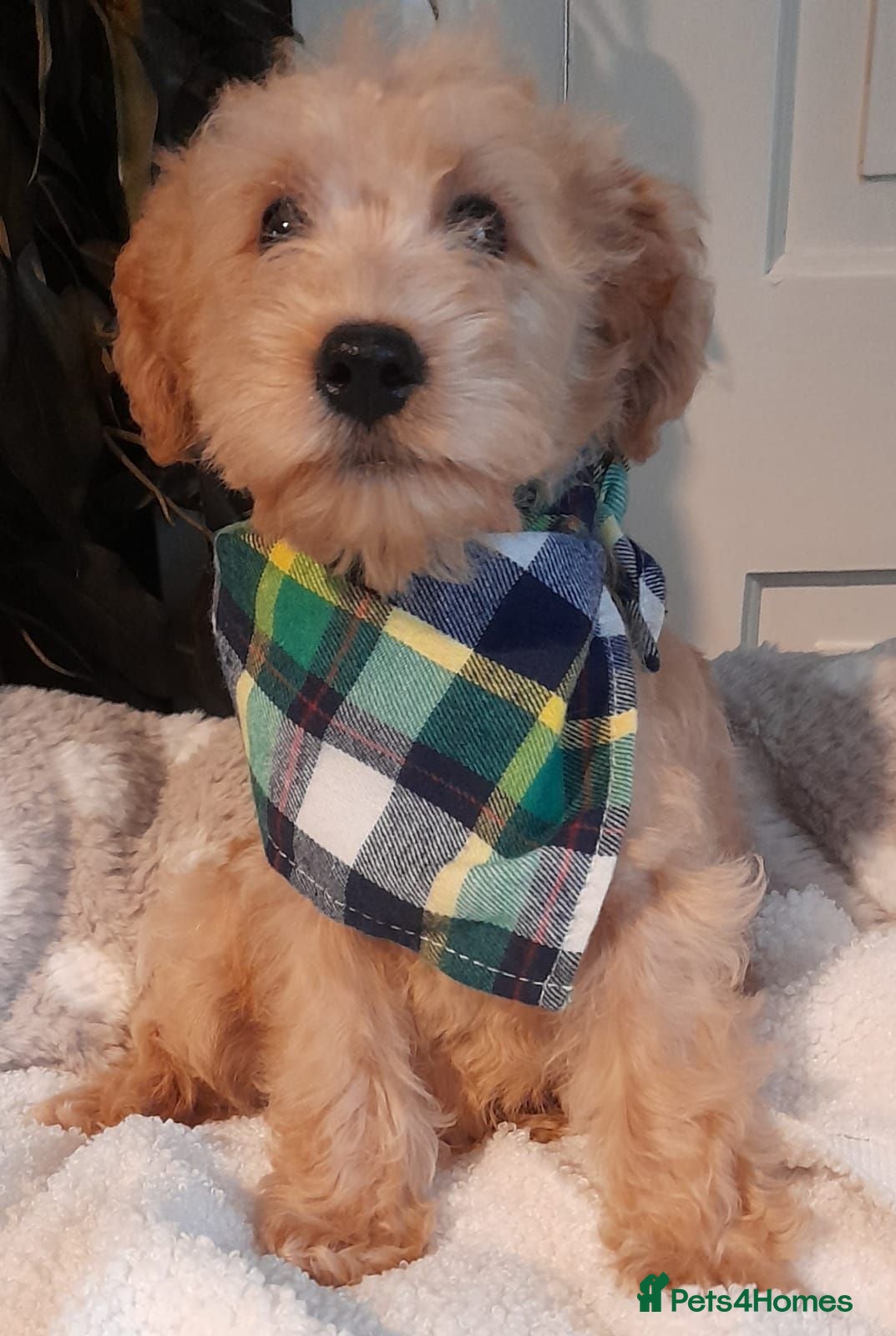 Schnoodle dogs Adorable Schnoodle puppies (ONLY TWO AVAILABLE) - Advert 11