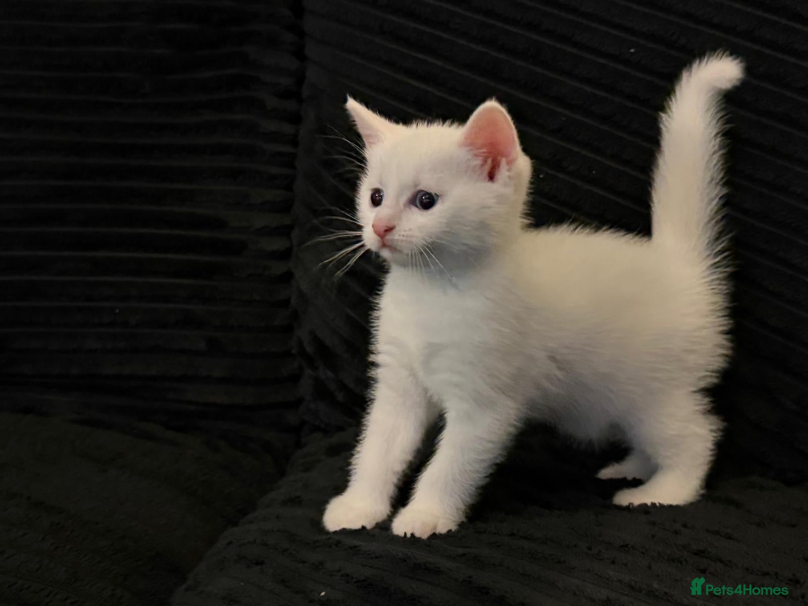 Turkish Angora cats Fluffy White blue eyed male half Turkish angora - Advert 1