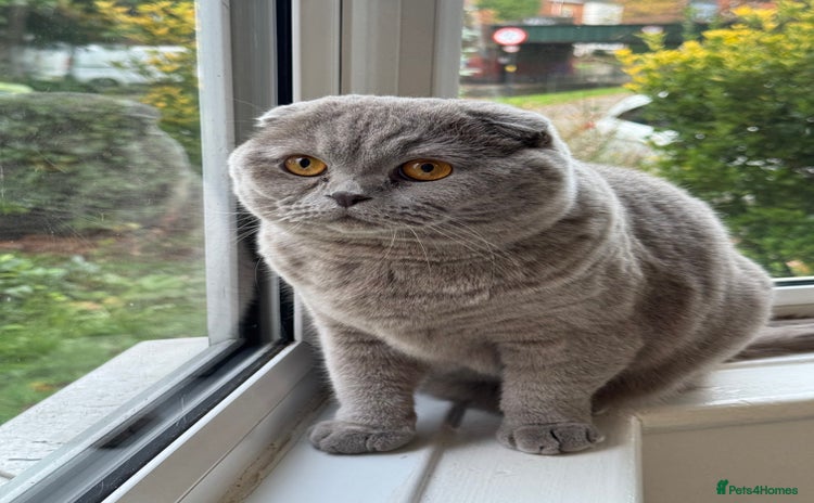 Scottish Fold cats Cross breed BSH and Scottish fold - Advert 6