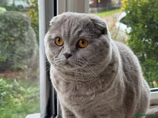 Scottish Fold cats Cross breed BSH and Scottish fold - Advert 2