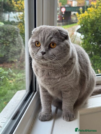 Scottish Fold cats Cross breed BSH and Scottish fold - Advert 2