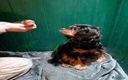 Cavapoo dogs for sale: F1b Cavapoo  - Image 1