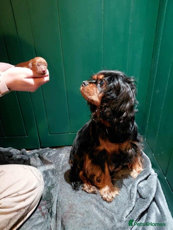 Cavapoo dogs - Advert 4