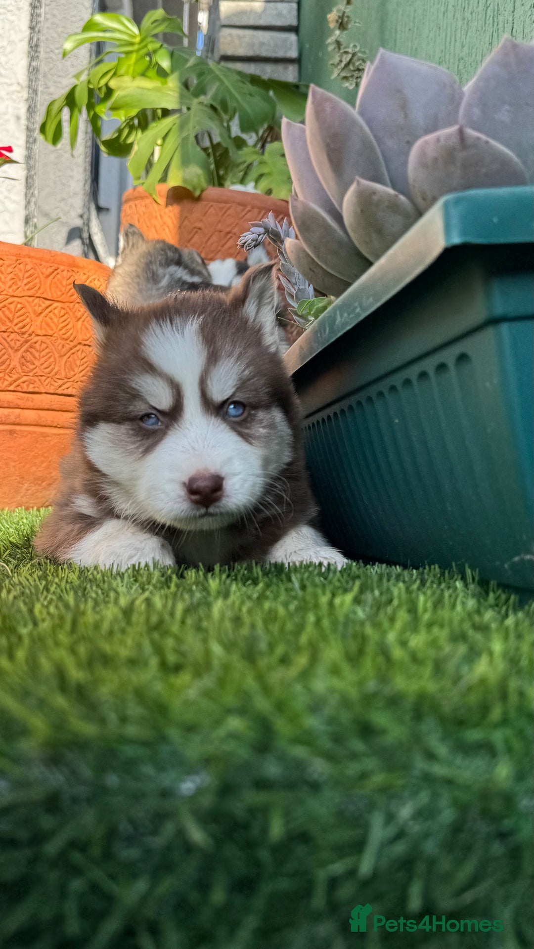 Siberian Husky dogs for sale: Siberian husky puppies - Image 8