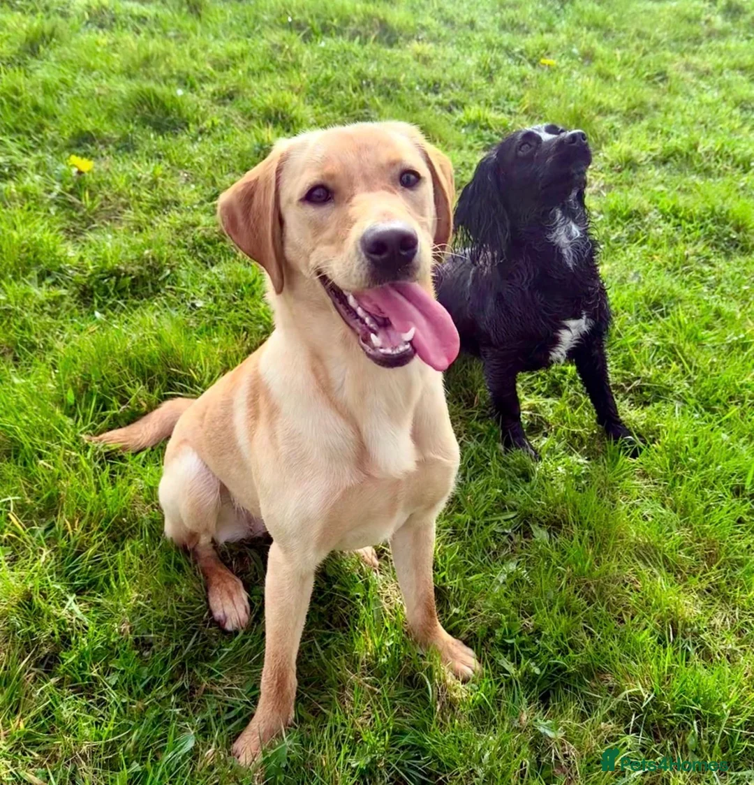 Labrador Retriever dogs for sale: Fox Red Labrador  - Advert 4