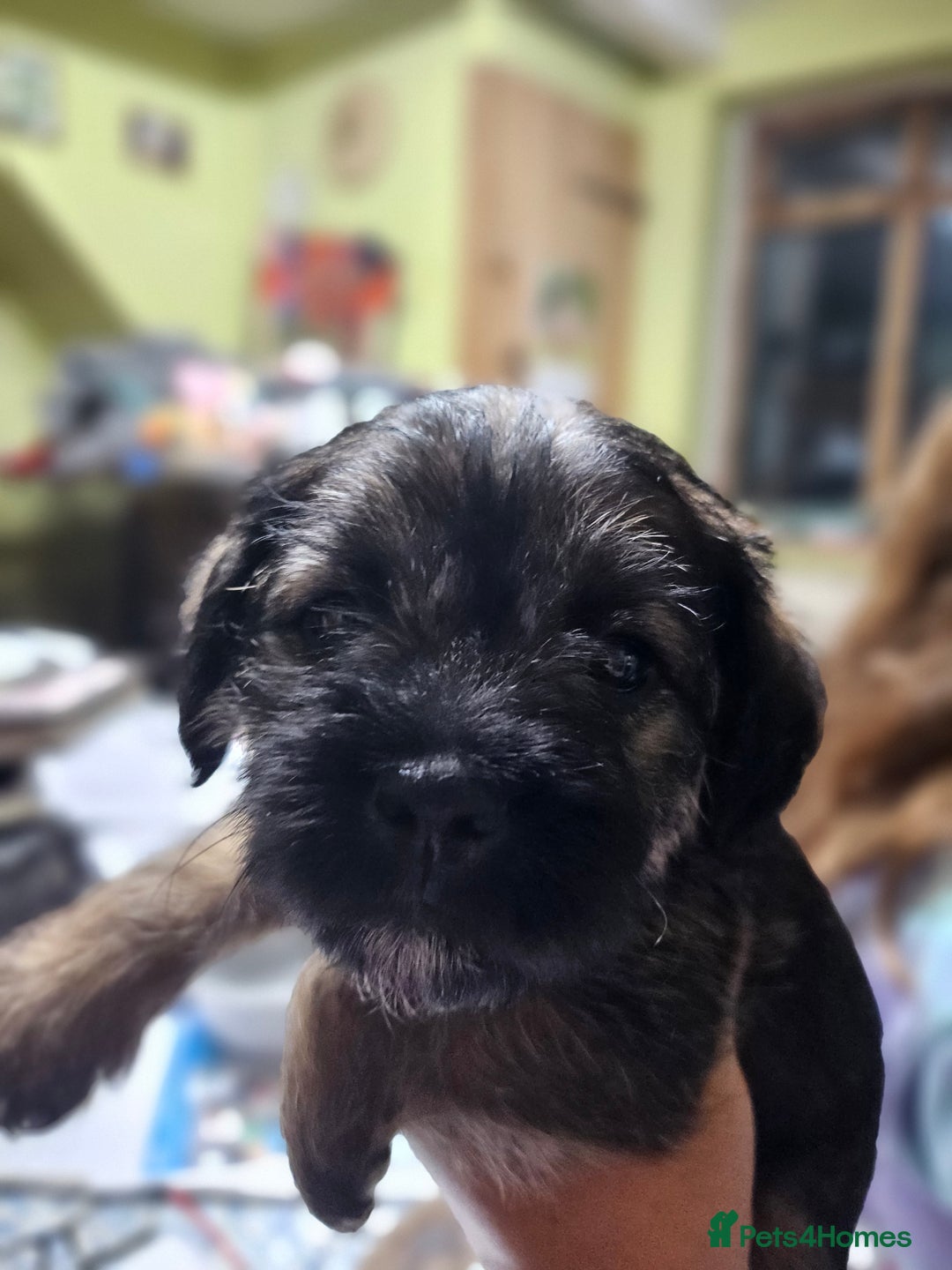 Border Terrier dogs for sale: Border terrier puppies - Image 5