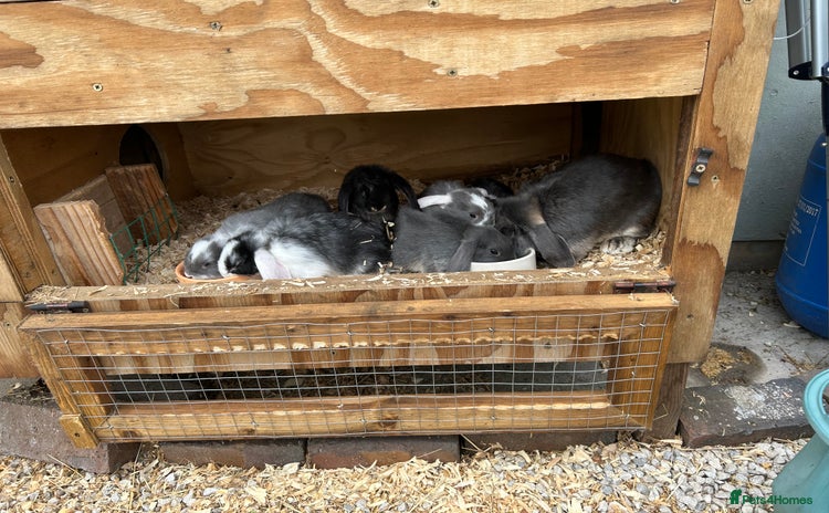Mini Lop rabbits - Advert 1