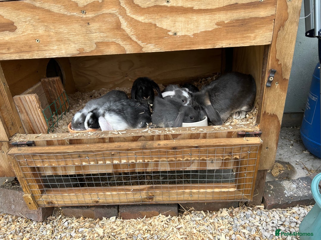 Mini Lop rabbits for sale: Mini lop bunnies  - Image 1