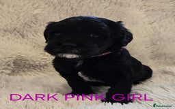 Tibetan Terrier dogs for sale: Adorable fluffy TToodle puppies  - Image 22