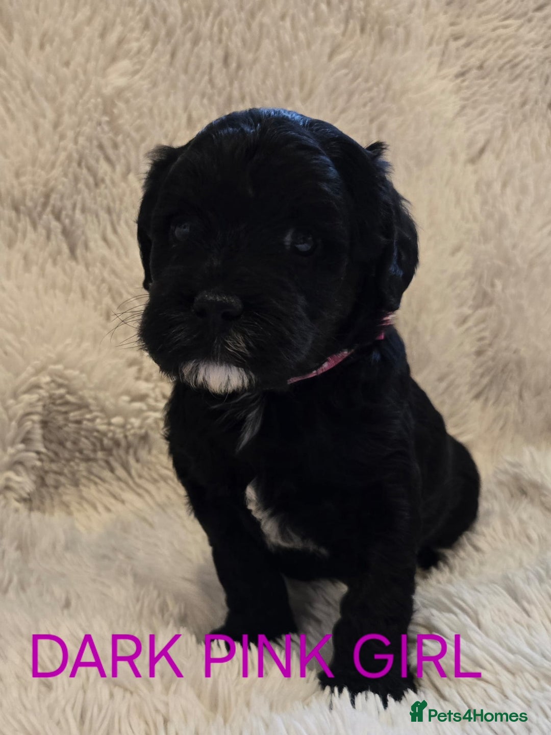 Tibetan Terrier dogs for sale: Adorable fluffy TToodle puppies  - Image 22
