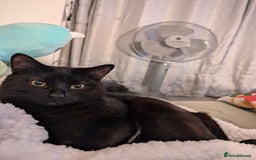 Mixed Breed cats for sale: Free to good home, shy black cat  - Image 1