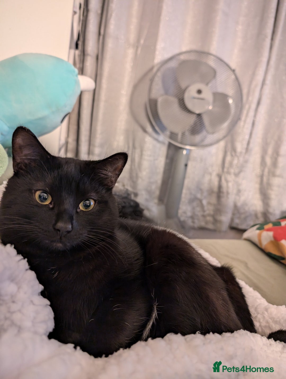 Mixed Breed cats for sale: Free to good home, shy black cat  - Image 1