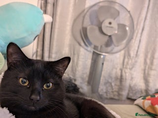 Mixed Breed cats - Advert 13