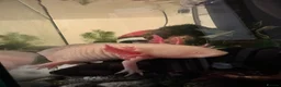 Axolotl reptiles for sale: Axolotl Hatchlings  - Advert 2