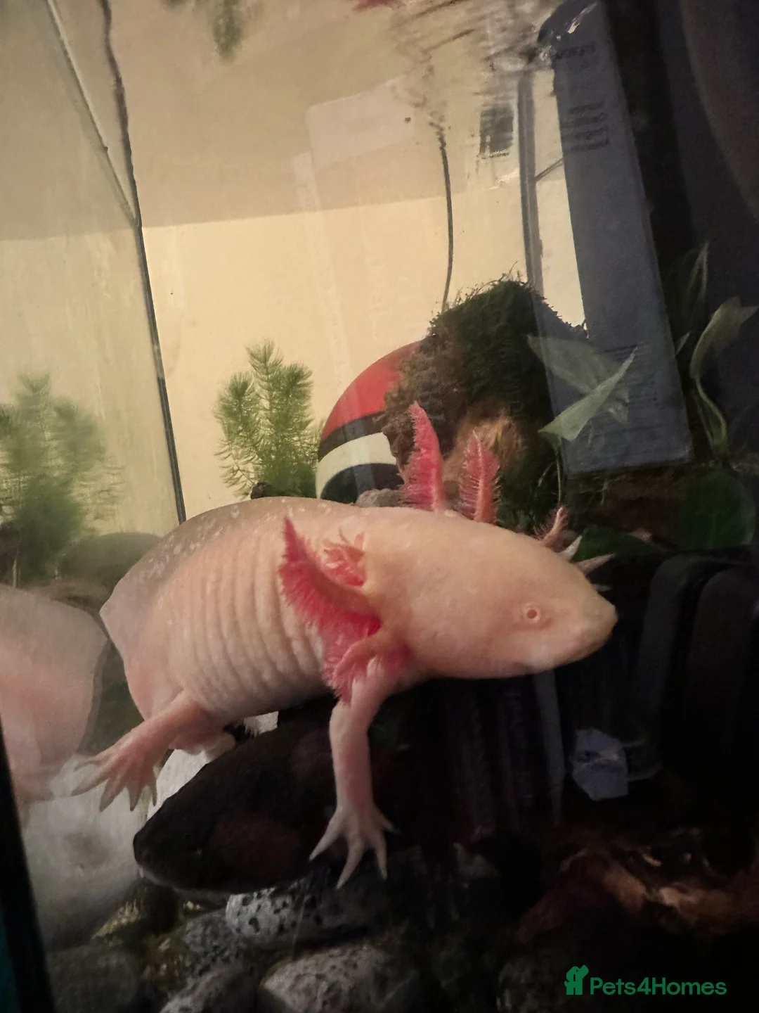 Axolotl reptiles for sale: Axolotl Hatchlings  - Advert 2