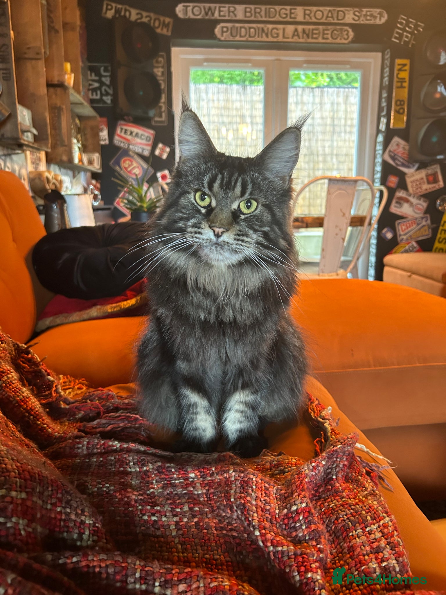 Maine Coon cats Female maine coon - Advert 1