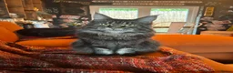 Maine Coon cats for sale: Female maine coon in Norwich - Advert 1