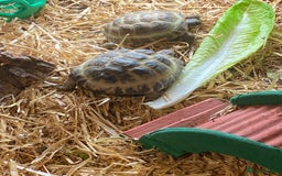 Tortoise reptiles for sale: 2 Female Russian/Horsefield Tortoises - Image 6