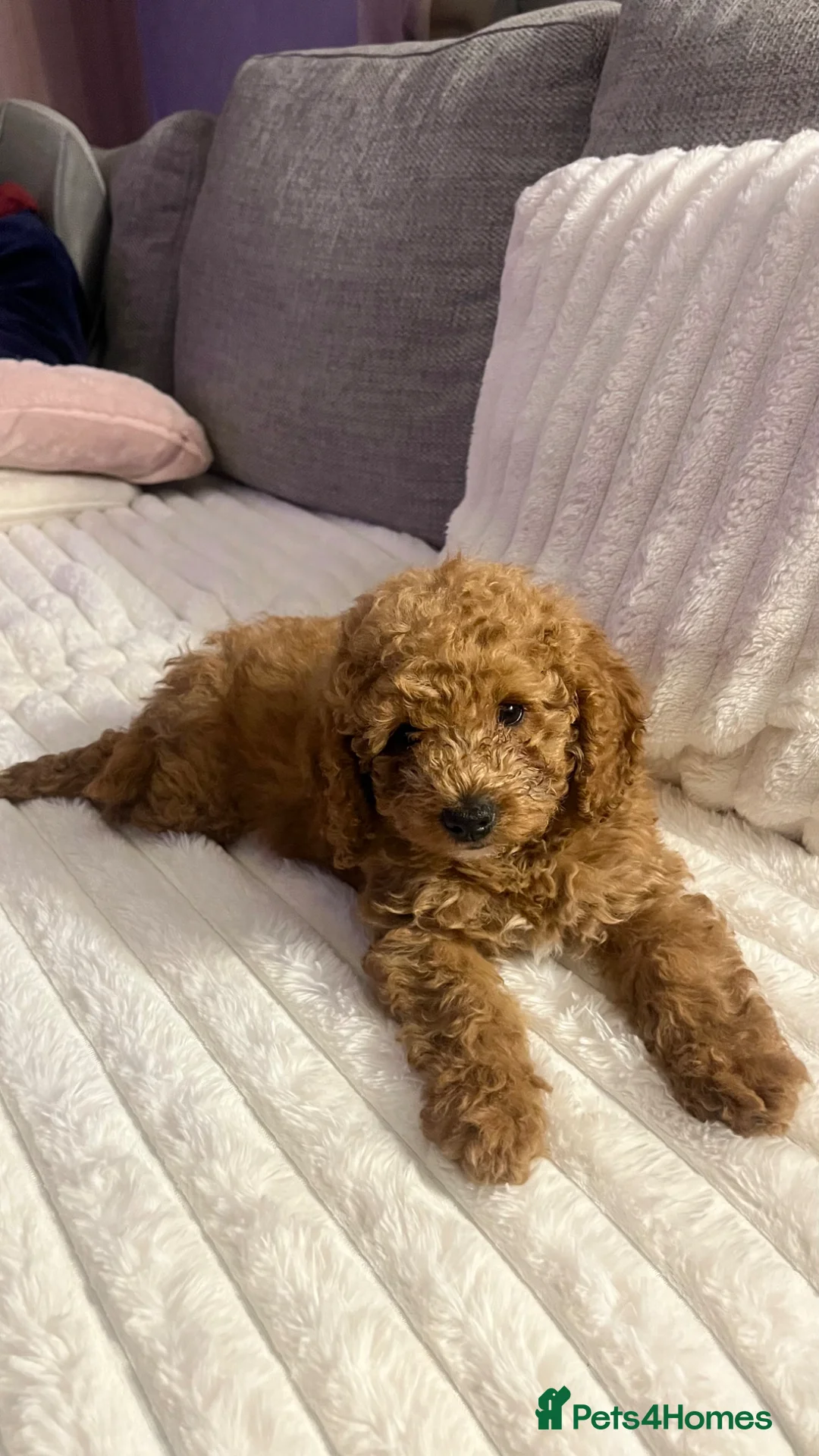 Toy Poodle dogs for sale: Red toy poddle 5months old in Gravesend - Advert 9